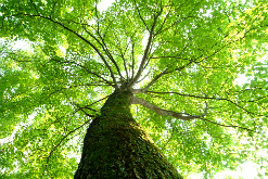 化粧品、健康食品のロングセラー商品